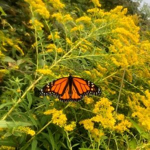 Meet your Posher, Hailey